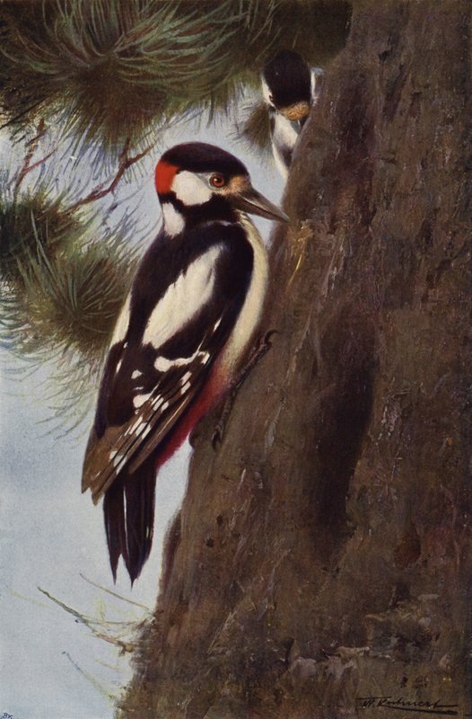 Spotted Woodpecker by after Wilhelm Kuhnert