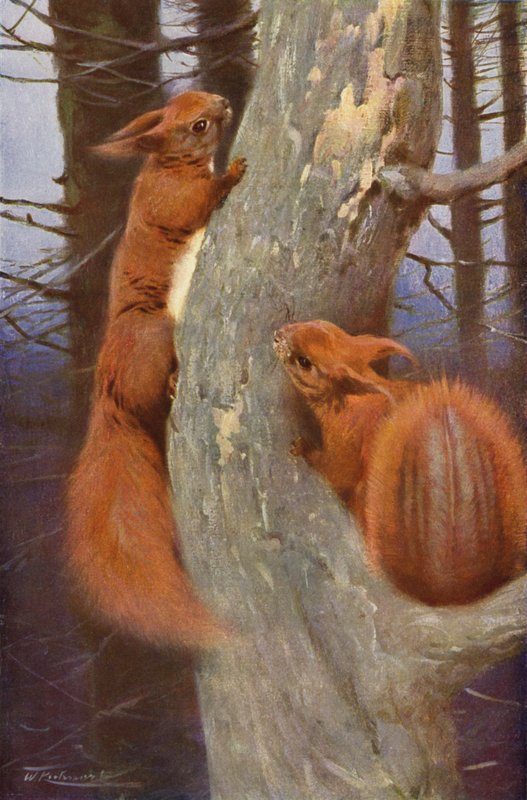 Squirrel by after Wilhelm Kuhnert