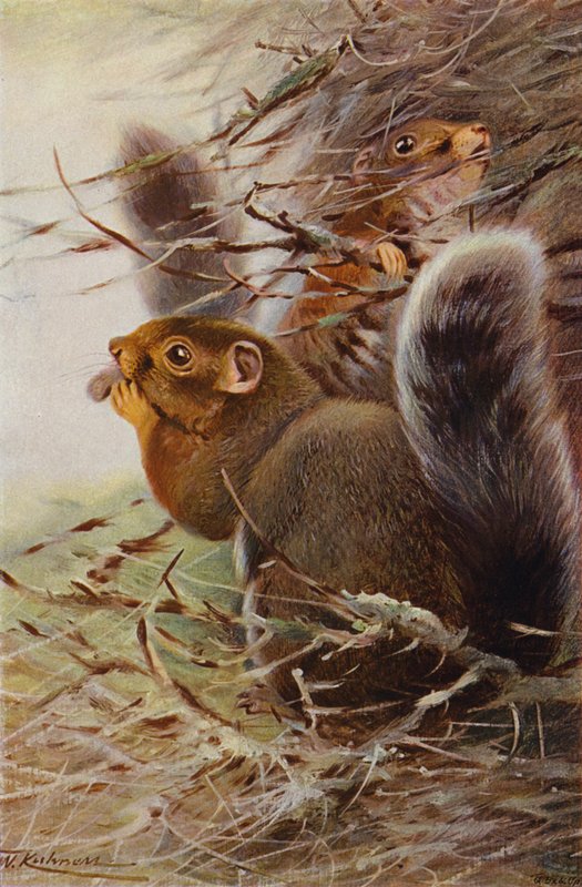 St Paul Squirrel by after Wilhelm Kuhnert