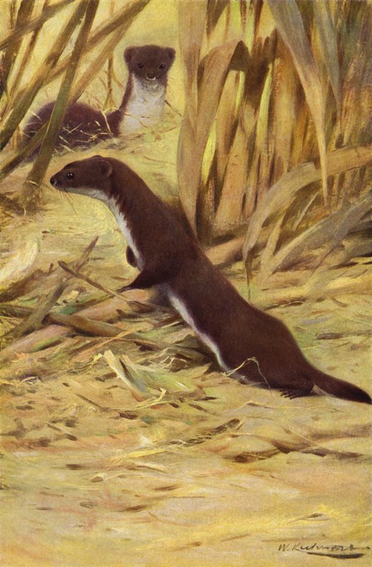 Weasel by after Wilhelm Kuhnert