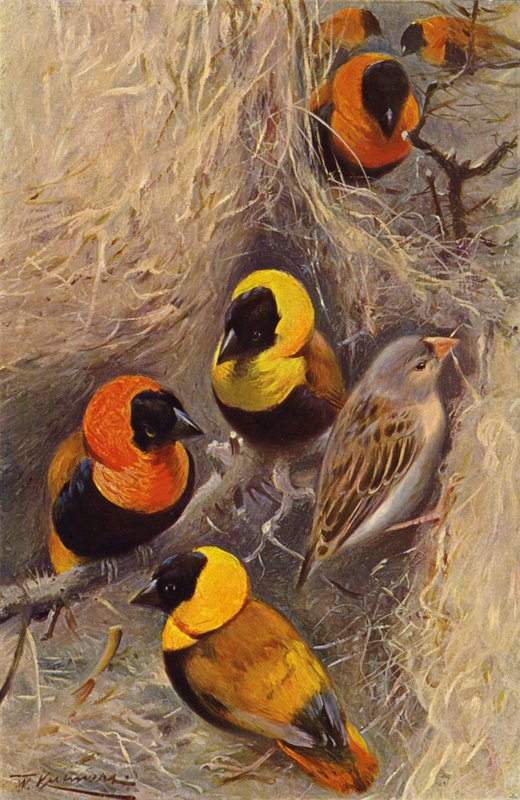 Weaver Birds by after Wilhelm Kuhnert