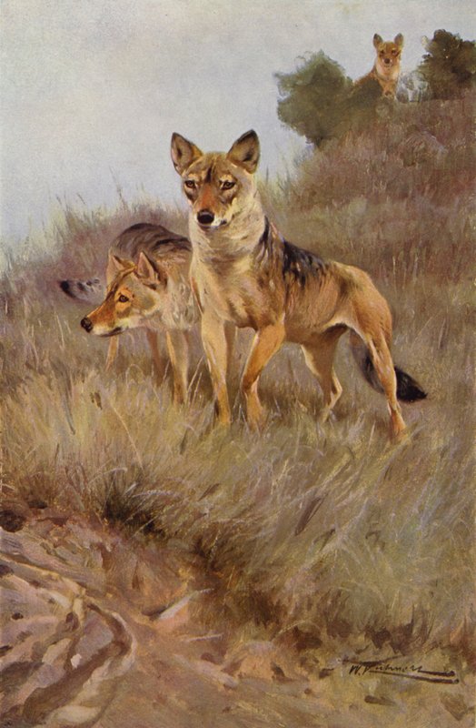 Wolf by after Wilhelm Kuhnert